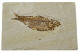 Fossil Fish (Knightia) - Green River Formation #237220-1